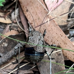 Acripeza reticulata at Paddys River, ACT - 26 Jan 2025 10:42 AM