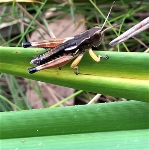 Phaulacridium vittatum at Paddys River, ACT - Yesterday 11:06 AM