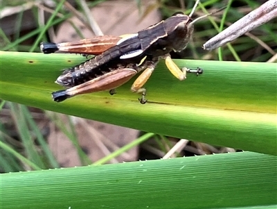 Phaulacridium vittatum (Wingless Grasshopper) at Paddys River, ACT - 26 Jan 2025 by dgb900