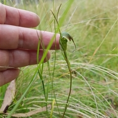 Diplodium decurvum (Summer greenhood) at Tinderry, NSW - 26 Jan 2025 by danswell