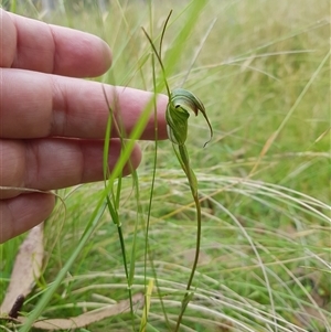 Diplodium decurvum (Summer greenhood) at Tinderry, NSW by danswell