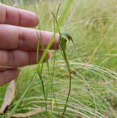 Diplodium decurvum (Summer greenhood) at Tinderry, NSW - 25 Jan 2025 by danswell