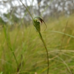 Diplodium decurvum at Tinderry, NSW - suppressed