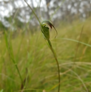 Diplodium decurvum at Tinderry, NSW - suppressed