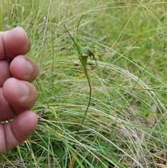 Diplodium decurvum at Tinderry, NSW - suppressed