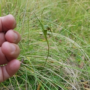 Diplodium decurvum at Tinderry, NSW - suppressed