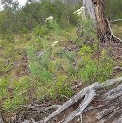 Cassinia longifolia (Shiny Cassinia, Cauliflower Bush) at Tinderry, NSW - 26 Jan 2025 by danswell