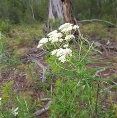 Cassinia longifolia at Tinderry, NSW - 26 Jan 2025 09:52 AM