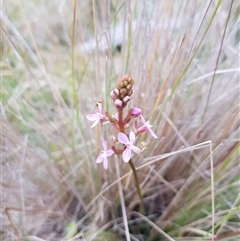 Stylidium sp. (Trigger Plant) at Tinderry, NSW - 25 Jan 2025 by danswell