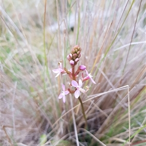 Stylidium sp. at Tinderry, NSW - 26 Jan 2025 09:57 AM