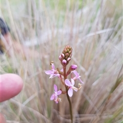 Stylidium sp. at Tinderry, NSW - 26 Jan 2025 09:57 AM