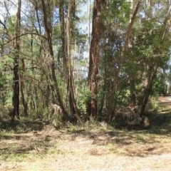 Lepidosperma (genus) at Noorinbee, VIC - suppressed