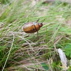 Anoplognathus brunnipennis at Tinderry, NSW - 25 Jan 2025 by danswell