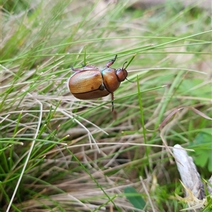 Anoplognathus suturalis at Tinderry, NSW - 26 Jan 2025 10:09 AM