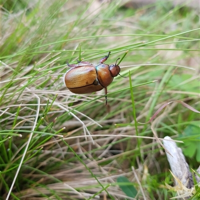 Anoplognathus brunnipennis at Tinderry, NSW - 25 Jan 2025 by danswell