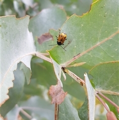 Cadmus (Cadmus) litigiosus (Leaf beetle) at Tinderry, NSW - 25 Jan 2025 by danswell