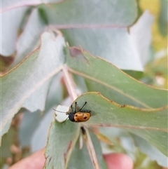 Cadmus (Cadmus) litigiosus at Tinderry, NSW - 26 Jan 2025 10:14 AM