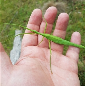 Didymuria violescens (Spur-legged stick insect) at Tinderry, NSW by danswell