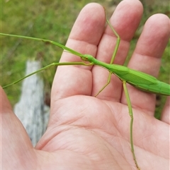 Didymuria violescens at Tinderry, NSW - 26 Jan 2025 10:16 AM