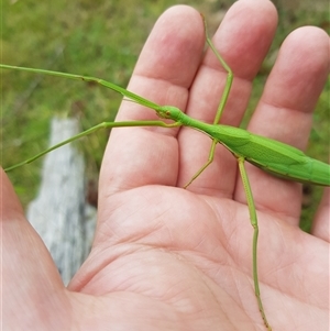 Didymuria violescens at Tinderry, NSW - 26 Jan 2025 10:16 AM