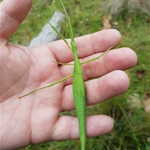 Didymuria violescens at Tinderry, NSW - 26 Jan 2025 10:16 AM