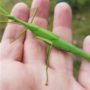 Didymuria violescens at Tinderry, NSW - 26 Jan 2025 10:16 AM