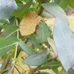 Myrmecia sp. (genus) (Bull ant or Jack Jumper) at Tinderry, NSW - 26 Jan 2025 by danswell