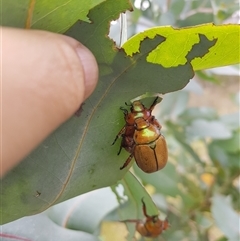 Anoplognathus brunnipennis at Tinderry, NSW - 25 Jan 2025 by danswell