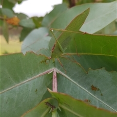 Torbia viridissima (Gum Leaf Katydid) at Tinderry, NSW - 26 Jan 2025 by danswell