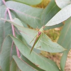 Torbia viridissima at Tinderry, NSW - 26 Jan 2025 10:21 AM