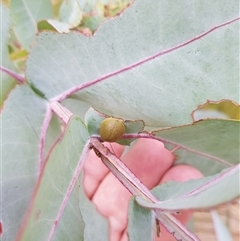 Paropsini sp. (tribe) (Unidentified paropsine leaf beetle) at Tinderry, NSW - 26 Jan 2025 by danswell