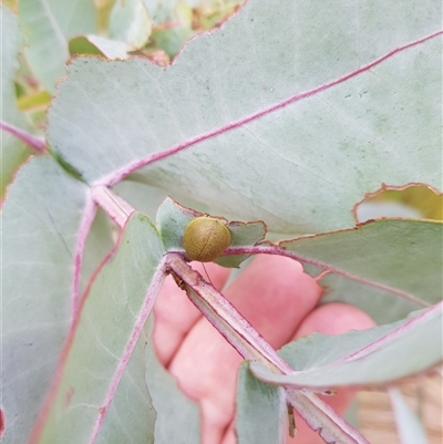 Paropsini sp. (tribe) (Unidentified paropsine leaf beetle) at Tinderry, NSW - 25 Jan 2025 by danswell