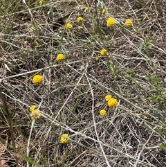 Calocephalus citreus (Lemon Beauty Heads) at Manar, NSW - 25 Jan 2025 by JaneR