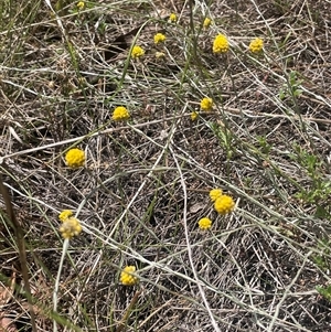 Calocephalus citreus (Lemon Beauty Heads) at Manar, NSW by JaneR