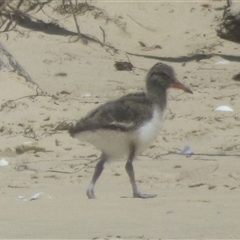 Haematopus longirostris (Australian Pied Oystercatcher) at Bream Creek, TAS - 26 Jan 2025 by VanessaC