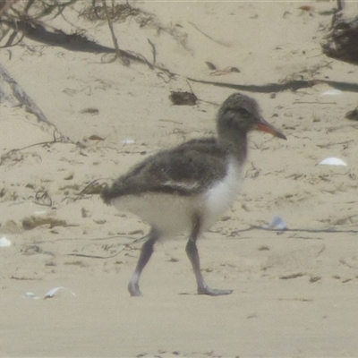 Haematopus longirostris at Bream Creek, TAS - 26 Jan 2025 by VanessaC