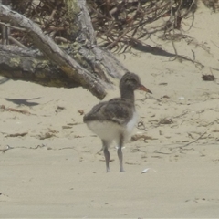 Haematopus longirostris at Bream Creek, TAS - suppressed