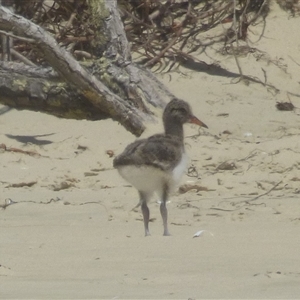 Haematopus longirostris at Bream Creek, TAS - suppressed