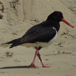 Haematopus longirostris at Bream Creek, TAS - suppressed