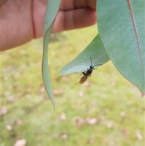 Unidentified Sawfly (Hymenoptera, Symphyta) at Tinderry, NSW by danswell