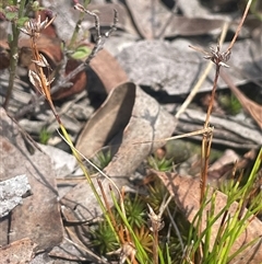 Schoenus apogon (Common Bog Sedge) at Manar, NSW - 25 Jan 2025 by JaneR