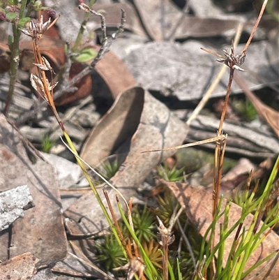 Schoenus apogon (Common Bog Sedge) at Manar, NSW - 25 Jan 2025 by JaneR