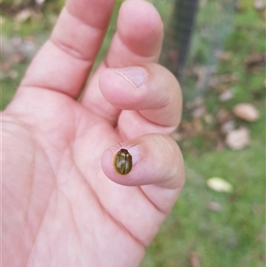 Paropsisterna cloelia (Eucalyptus variegated beetle) at Tinderry, NSW by danswell