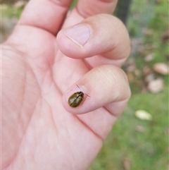 Paropsisterna cloelia at Tinderry, NSW - 26 Jan 2025 10:25 AM