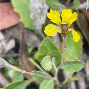 Goodenia hederacea subsp. hederacea (Ivy Goodenia, Forest Goodenia) at Manar, NSW by JaneR