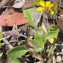 Goodenia hederacea subsp. hederacea at Manar, NSW - 25 Jan 2025 11:47 AM