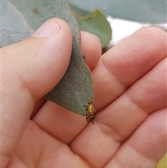 Aporocera (Aporocera) erosa (A leaf beetle) at Tinderry, NSW - 26 Jan 2025 by danswell