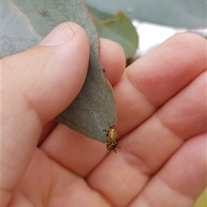 Aporocera (Aporocera) erosa (A leaf beetle) at Tinderry, NSW by danswell