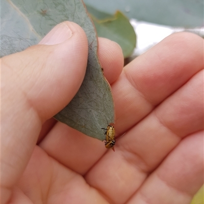 Aporocera (Aporocera) erosa (A leaf beetle) at Tinderry, NSW - 25 Jan 2025 by danswell