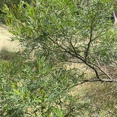 Acacia parramattensis (Parramatta Green Wattle) at Manar, NSW - 25 Jan 2025 by JaneR